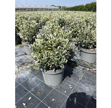 Immergrüner Spindelstrauch im Topf