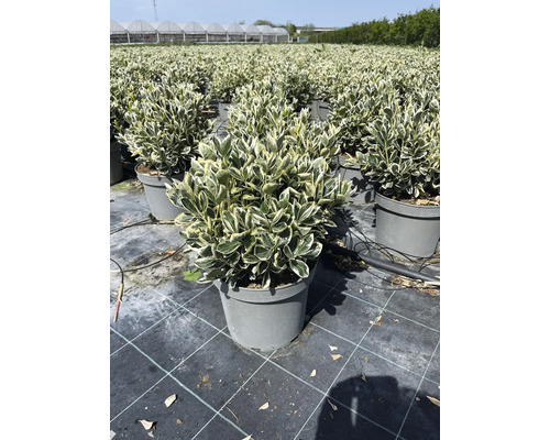 Immergrüner Spindelstrauch im Topf