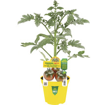 Tomatenpflanze der Sorte Camone in gelbem Topf