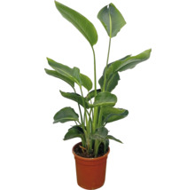 Strelitzie im Topf als Zimmerpflanze