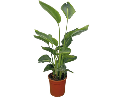 Strelitzie im Topf als Zimmerpflanze