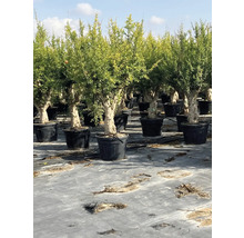 Reihe von Granatapfelbäumen in Töpfen