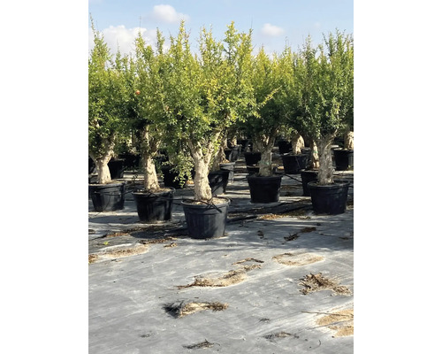 Reihe von Granatapfelbäumen in Töpfen