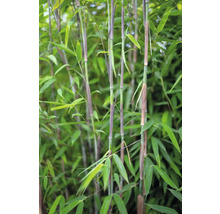 Bambuspflanze mit Halmen und Blättern