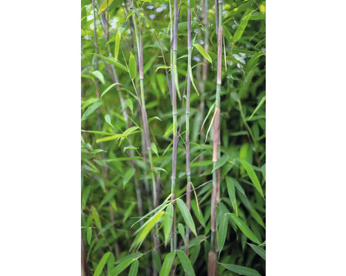 Bambuspflanze mit Halmen und Blättern