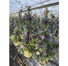 Mehrere Topfpflanzen mit purpurfarbenen und grünen Blättern sowie rosa Blüten in einem Gewächshaus.