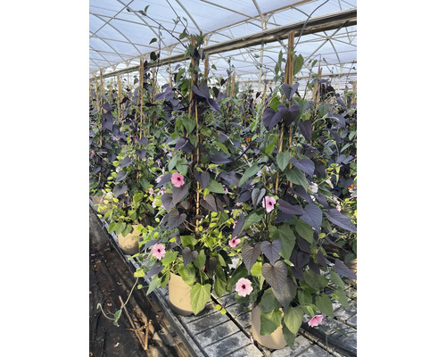 Mehrere Topfpflanzen mit purpurfarbenen und grünen Blättern sowie rosa Blüten in einem Gewächshaus.