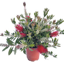 Zylinderputzer Pflanze im Topf mit roten Blüten