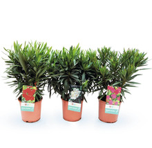 Drei Oleander Pflanzen in Töpfen mit verschiedenen Blütenfarben