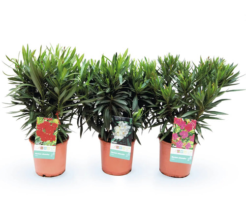 Drei Oleander Pflanzen in Töpfen mit verschiedenen Blütenfarben
