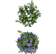 Zwei blühende Solanum-Pflanzen mit weißen und lilafarbenen Blüten