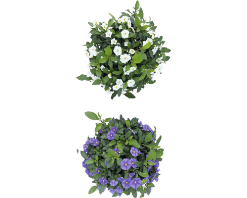 Zwei blühende Solanum-Pflanzen mit weißen und lilafarbenen Blüten