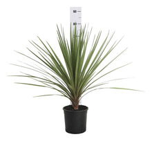 Neuseeländer Flachs in einem Topf