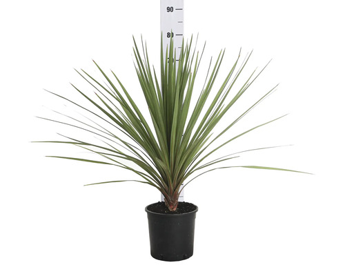 Neuseeländer Flachs in einem Topf