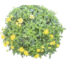 Kugel-Lantana mit gelben Blüten