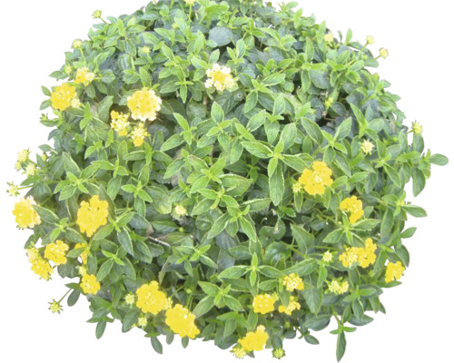 Kugel-Lantana mit gelben Blüten
