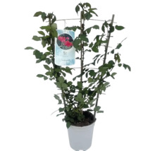 Rose im Topf mit Rankhilfe