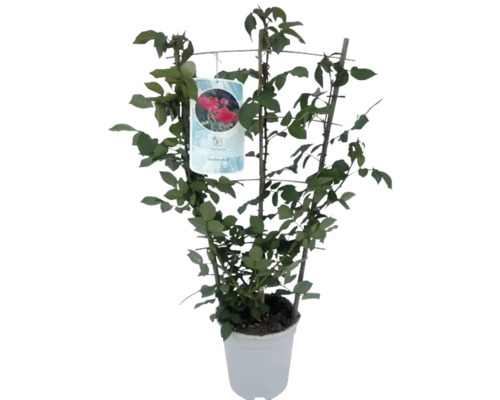 Rose im Topf mit Rankhilfe