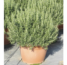 Rosmarinpflanze im Topf