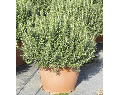 Rosmarinpflanze im Topf