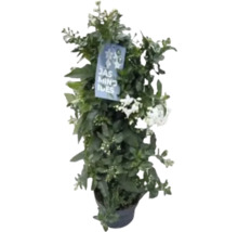 Duftjasmin im Topf mit grünen Blättern und weißen Blüten