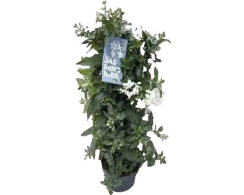 Duftjasmin im Topf mit grünen Blättern und weißen Blüten