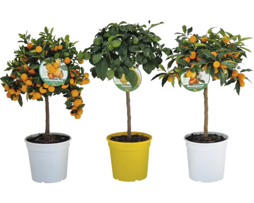 Drei Zitrusbäumchen im Topf: Calamondino, Zitrone und Kumquat