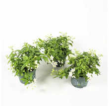 Drei Topfpflanzen mit grünen Blättern und weißen Blüten