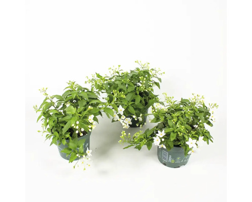 Drei Topfpflanzen mit grünen Blättern und weißen Blüten