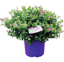 Myrte Strauch in einem Pflanztopf