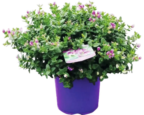 Myrte Strauch in einem Pflanztopf