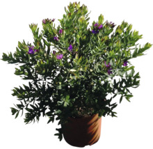 Myrte in einem Topf mit lila Blüten