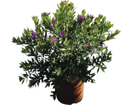 Myrte in einem Topf mit lila Blüten