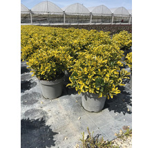 Goldliguster im Topf im Aussenbereich