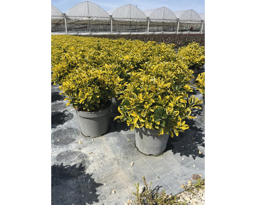 Goldliguster im Topf im Aussenbereich