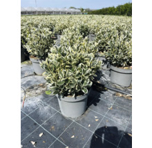 Im Bild sind mehrere Topfpflanzen der Sorte Spindelstrauch zu sehen, die in einem Garten oder einer Baumschule aufgereiht sind.