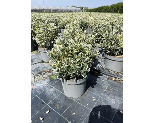 Im Bild sind mehrere Topfpflanzen der Sorte Spindelstrauch zu sehen, die in einem Garten oder einer Baumschule aufgereiht sind.