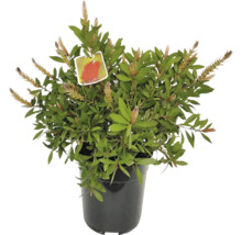 Callistemon Busch in einem Topf