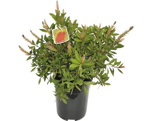 Callistemon Busch in einem Topf