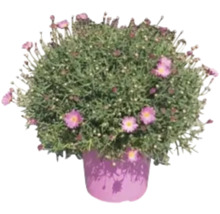 Gänseblümchenbusch in einem Topf