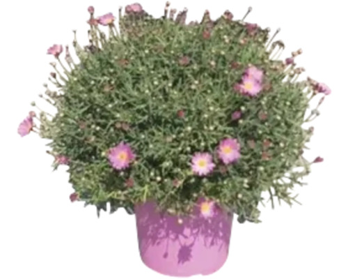 Gänseblümchenbusch in einem Topf