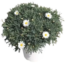 Margeritenbusch im Topf
