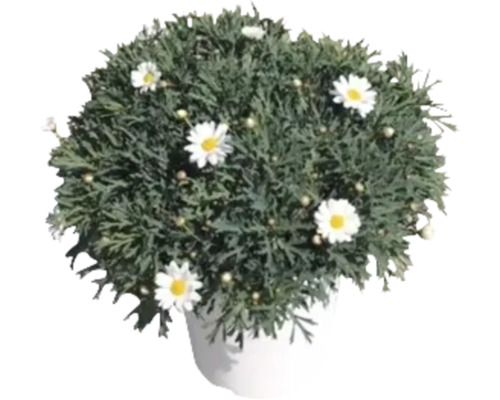 Margeritenbusch im Topf