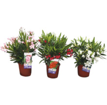 Drei Oleanderpflanzen in Töpfen mit rosa, roten und weißen Blüten.