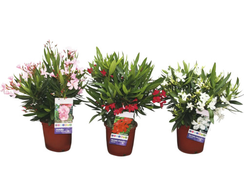 Drei Oleanderpflanzen in Töpfen mit rosa, roten und weißen Blüten.