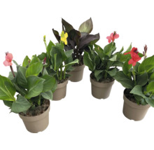 Gruppe blühender Canna Pflanzen in Töpfen