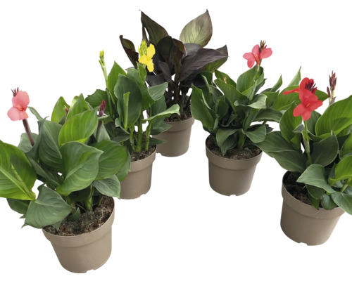 Gruppe blühender Canna Pflanzen in Töpfen