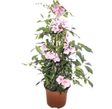 Dipladenia im Topf mit rosa Blüten und Rankhilfe