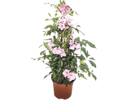 Dipladenia im Topf mit rosa Blüten und Rankhilfe