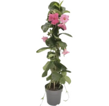 Dipladenia im Topf mit rosa Blüten und grünen Blättern